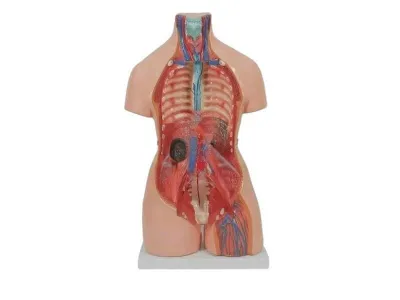 T004 Модель торса двуполая разборная 85 см 40 частей