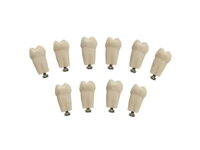 310_МУ0364_Комплект_10_модельных_зубов