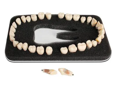 М0374 Комплект из 32 модельных зубов З-32П