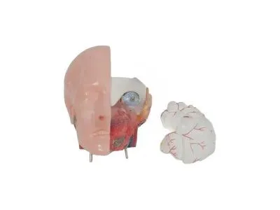 T002 Модель торса двуполая разборная 85 см 23 части