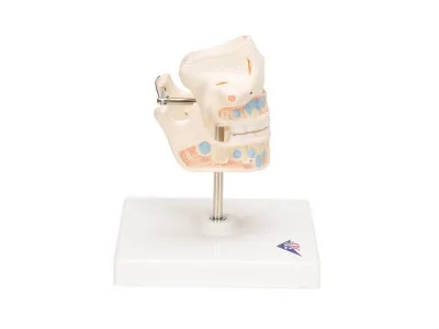 Модель молочных зубов 3B Smart Anatomy_2