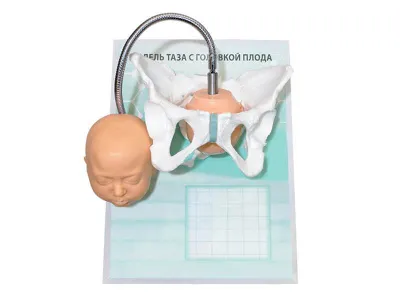 М0031 Модель таза с головкой плода на маркерном планшете