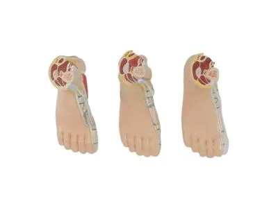 SMD045 Набор моделей стопы (нормальная, плоская, вогнутая)