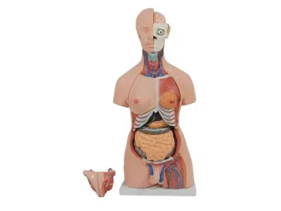 T004 Модель торса двуполая разборная 85 см 40 частей