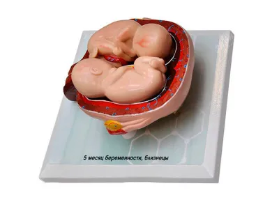 М0028 Комплект демонстрационных моделей этапов эмбриогенеза человека