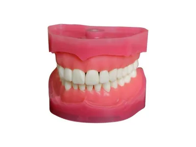 МУ0135 Денто-модель верхней и нижней челюсти ЧВН-28