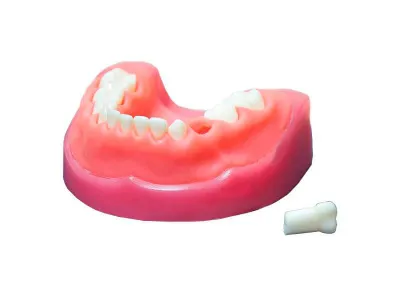 М0469 Денто-модель детской верхней и нижней челюсти ЧВН-24 N