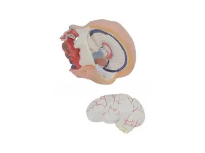 T002 Модель торса двуполая разборная 85 см 23 части