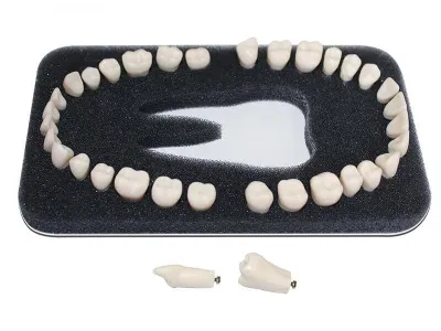 М0372 Комплект из 32 модельных зубов З-32А