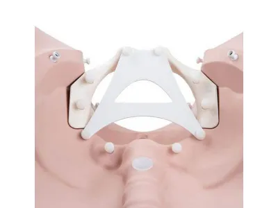 1020628 Акушерский тренажер «Стадии родов» для практики пальпации