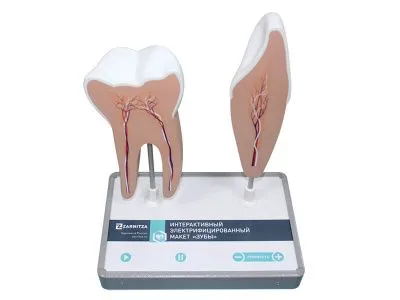 МУ0040 Интерактивный электрифицированный макет «Зубы»