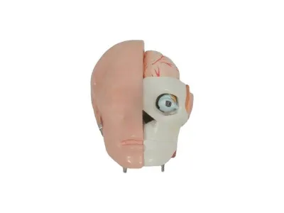 T004 Модель торса двуполая разборная 85 см 40 частей