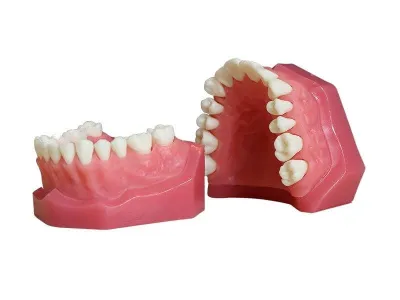 М0267 Денто-модель верхней и нижней челюстей для удаления ЧВН-28У