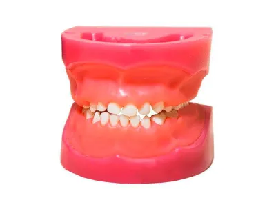 М0469 Денто-модель детской верхней и нижней челюсти ЧВН-24 N