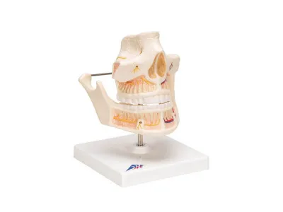 Модель зубов взрослого человека 3B Smart Anatomy_1