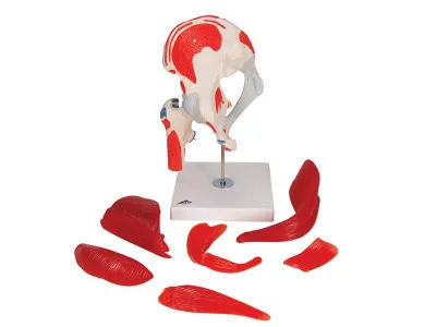 Модель тазобедренного сустава, 7 частей 3B Smart Anatomy