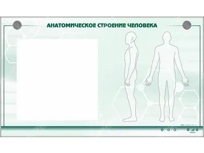 310_МУ0085_Анатомическое_строение_человека_1