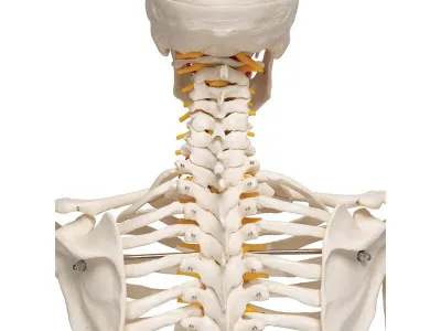 Модель гибкого скелета «Fred» класса «люкс», 176 см_6