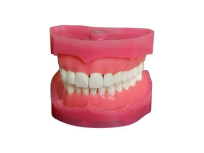 М0316 Денто-модель верхней и нижней челюстей для анестезии ЧВН-28А