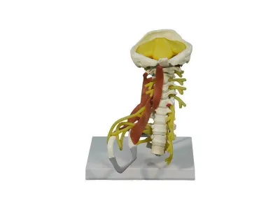 SMM071 Модель шейного отдела позвоночника с мышцами и нервами (на штативе)