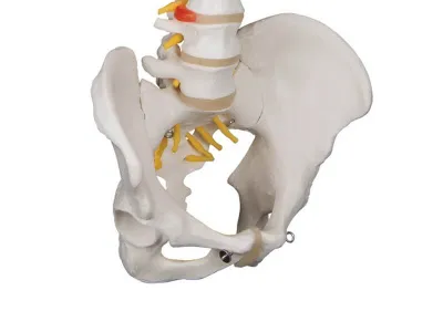 Классическая гибкая модель позвоночника человека 3B Smart Anatomy_4