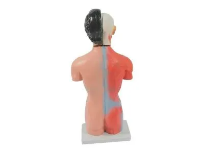 T007 Модель женского торса разборная 42 см 15 частей