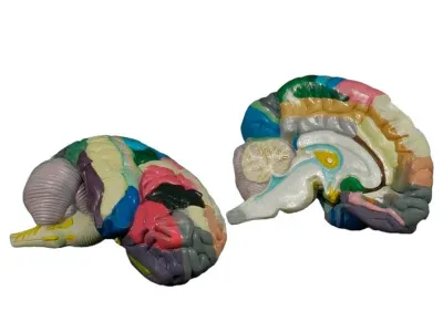 Модель головного мозга с демонстрацией цитоархитектонических полей 2 части (на подставке)_1