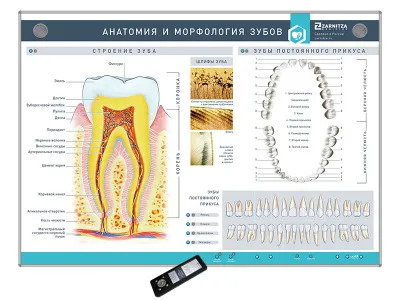 310_МУ0210_Стенд_Анатомия_морфология_зубов