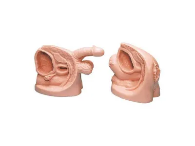 1013743 Модель женской/мужской катетеризации