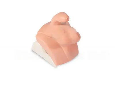 P10055 Тренажер для клинического обследования мужских гениталий ГОГА