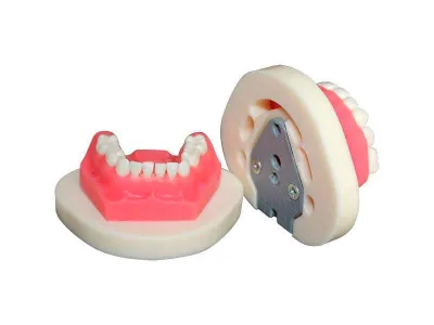 М0204 Денто-модель для экстракции временных зубов ЧВН-20Э