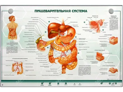 310_МУ0021_Стенд_Пищеварительная_система