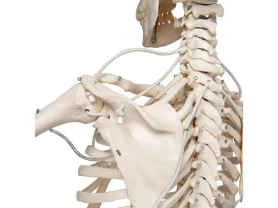 Функциональная подвесная модель скелета Frank 3B Smart Anatomy, 192 см _4