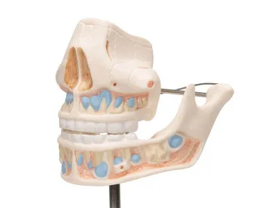 Модель молочных зубов 3B Smart Anatomy_6