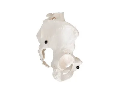 Модель женского таза 3B Smart Anatomy_2