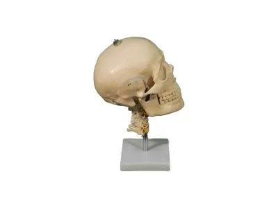 A018 Модель черепа человека с шейными позвонками 4 части