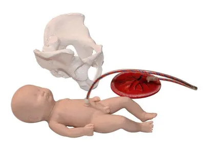 М0309 Учебно-демонстрационная модель имитации процесса родов