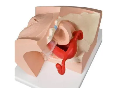 1013705 Обучающая гинекологическая модель для медицинского просвещения пациентов