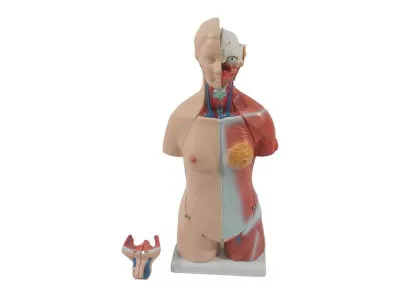 T005 Модель торса двуполая разборная 45 см 23 части