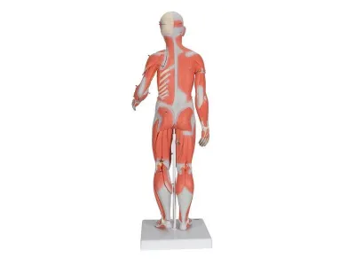 Цельная фигура с мышцами, двуполая, 84 см_1