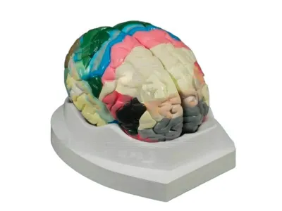 Модель головного мозга с демонстрацией цитоархитектонических полей 2 части (на подставке)