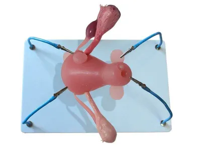 МУ0394 Пособие для отработки навыков лапароскопии «Матка с патологиями»