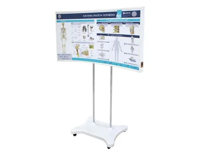 МУ0048 Лабораторно-диагностический учебный комплекс «Скелет человека», 177 см