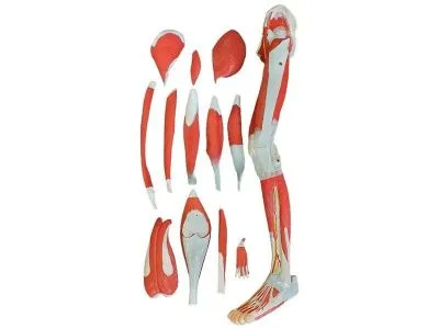 XC-337 Модель мышц ноги разборная 13 частей (на подставке)