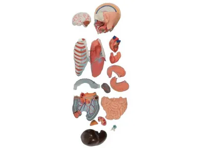 T003 Модель торса бесполая разборная 85 см 20 частей