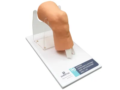 310_МУ0250_Муляж_коленного_сустава_2