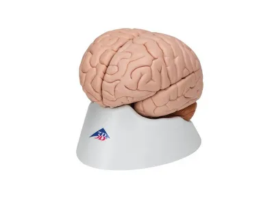 Модель мозга, 8 частей 3B Smart Anatomy_5