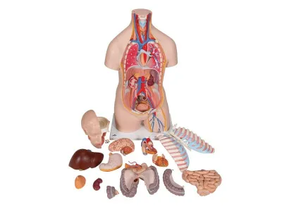 Классическая модель торса, гендерно-нейтральная, 16 предметов_1