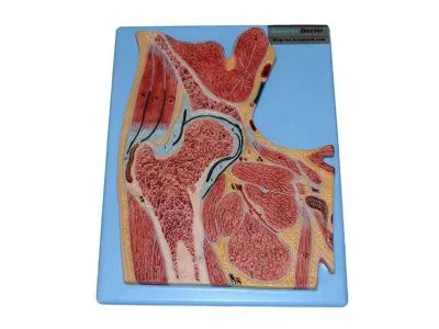 GD/A11205 Модель тазобедренного сустава в разрезе (на подставке)