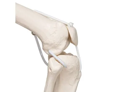 Функциональная подвесная модель скелета Frank 3B Smart Anatomy, 192 см _5